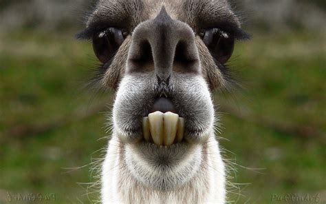 funny photos of llamas